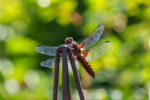 Yellow-winged darter (Sympetrum flaveolum), Bavaria, Germany, Europe
