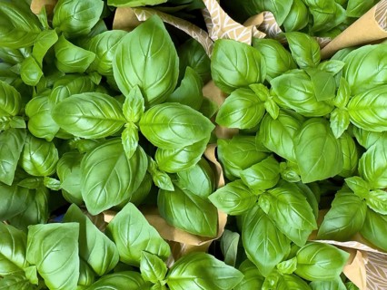 Baslikum (Ocimum basilicum) on display in grocery stores greengrocers retail wholesale,