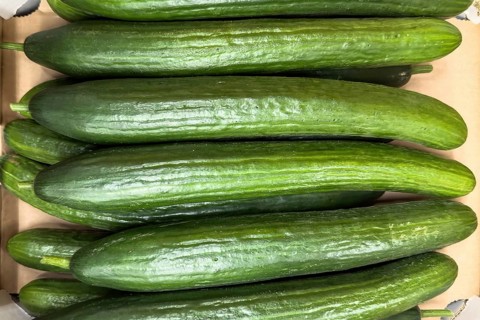 Snake cucumbers (Trichosanthes anguina) on display in grocery stores greengrocers retail wholesale,
