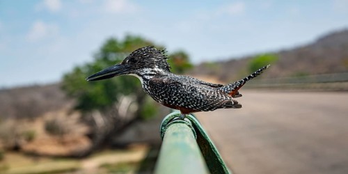 Giant Kingfisher (Megaceryle Maxima) sitting on a metal bar at Kruger National Park, South Africa,