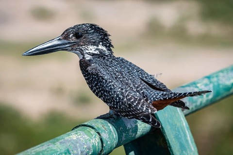 Giant Kingfisher (Megaceryle Maxima) sitting on a metal bar at Kruger National Park, South Africa,