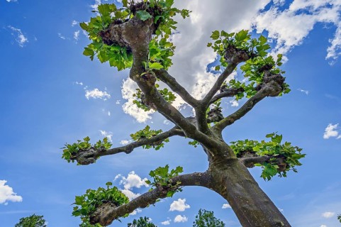 Spring, treetop of a pruned plane tree (Platanus), Allgäu, Swabia, Bavaria, Germany, Europe