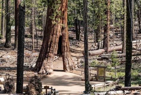 Tunnel Tree (Giant Sequoia) in Yosemite National Park, California, USA, North America