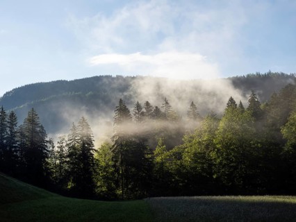 Morning atmosphere, early morning fog passes through a forest, near Gossl, Salzkammergut, Styria,