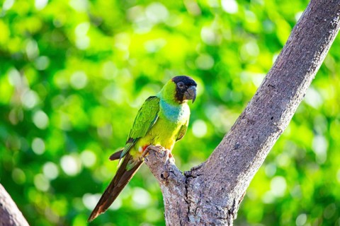 Nanday parakeet (Aratinga nanday) Pantanal Brazil