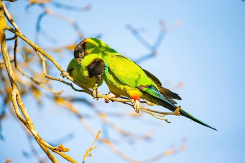 Nanday parakeet (Aratinga nanday) Pantanal Brazil