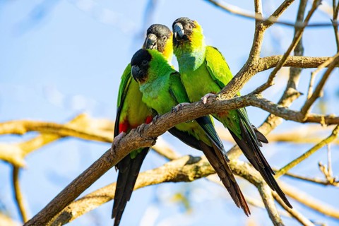 Nanday parakeet (Aratinga nanday) Pantanal Brazil