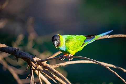 Nanday parakeet (Aratinga nanday) Pantanal Brazil