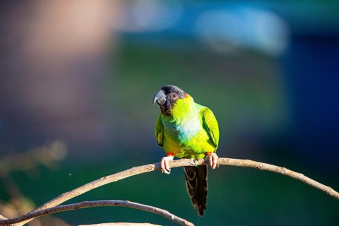 Nanday parakeet (Aratinga nanday) Pantanal Brazil