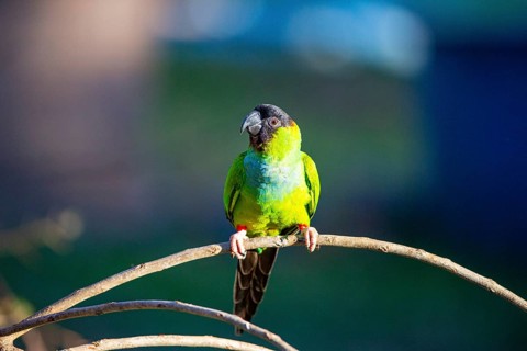 Nanday parakeet (Aratinga nanday) Pantanal Brazil