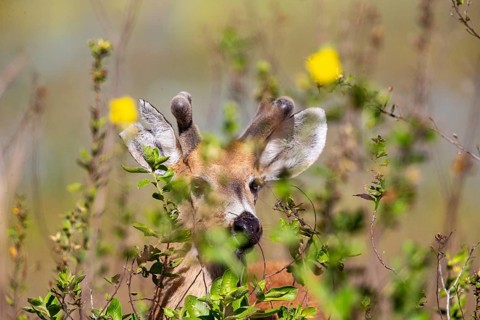 Marsh deer (Blastocerus dichotomous) Pantanal Brazil