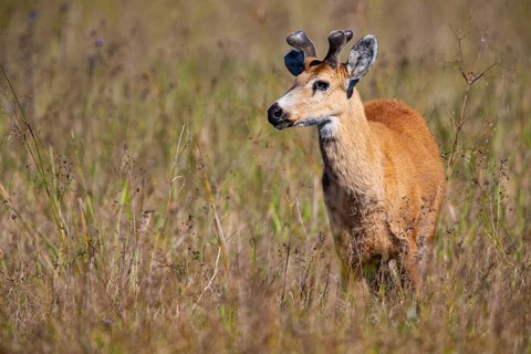 Marsh deer (Blastocerus dichotomous) Pantanal Brazil