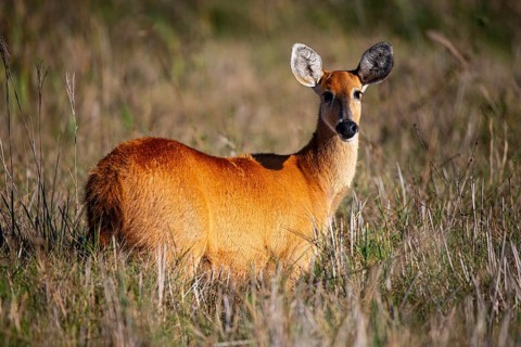 Marsh deer (Blastocerus dichotomous) Pantanal Brazil
