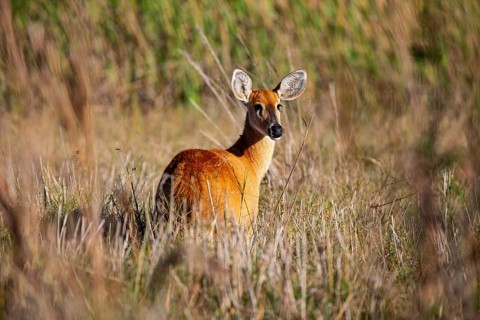 Marsh deer (Blastocerus dichotomous) Pantanal Brazil