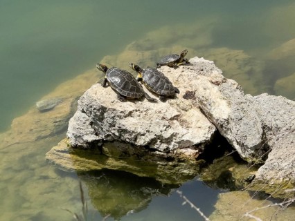 Three turtle specimens left and right Red-eared slider turtle (Trachemys scripta elegans) centre