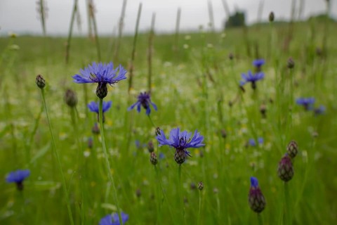 Flowering strip with cornflower, flowering area, field, agriculture, agribusiness, Schwäbisch Hall,