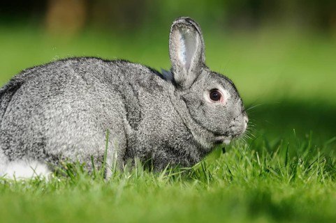 Close-up of a grey chinchilla rabbit on a green meadow in spring, Bavaria