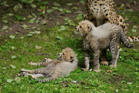 Cheetah (Acinonyx jubatus) cubs in a meadow, captive, occurrence Africa