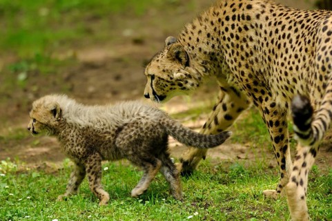 Cheetah (Acinonyx jubatus) mother with young in a meadow, captive, occurrence Africa