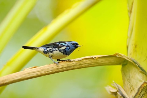 Close up of a Turquoise Tanager (Tangara mexicana) sitting oin a branch