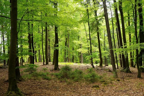 A sunlit forest with tall trees and vibrant green undergrowth, Bavaria