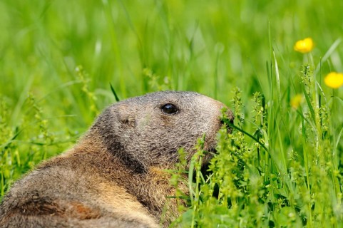 Close-up of an Alpine marmot (Marmota marmota) in a flowering meadow, Germany, Europe