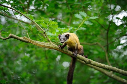 Yellow-throated marten (Martes flavigula) in a forest, captive