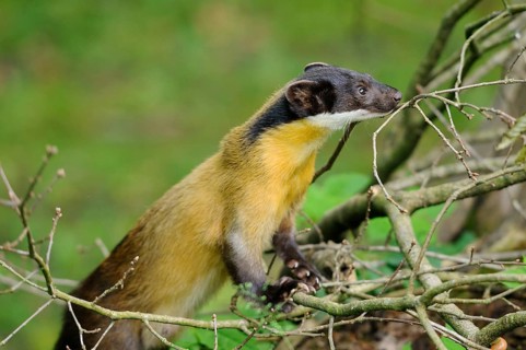 Yellow-throated marten (Martes flavigula) in a forest, captive
