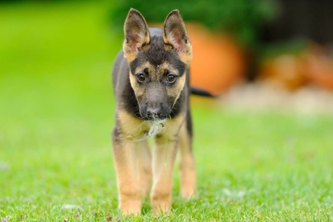 A cute German Shepherd Shorthair puppy runs on the green grass, Bavaria
