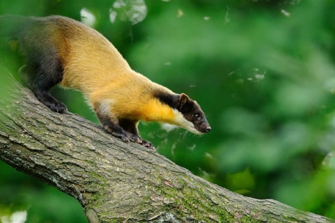 Yellow-throated marten (Martes flavigula) in a forest, captive