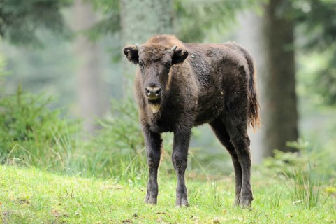 European bison (Bison bonasus) calf standing in a forest, Bavarian Forest National Park