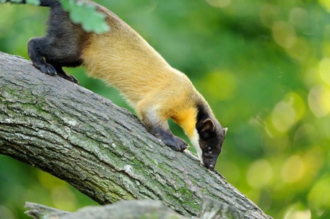 Yellow-throated marten (Martes flavigula) in a forest, captive