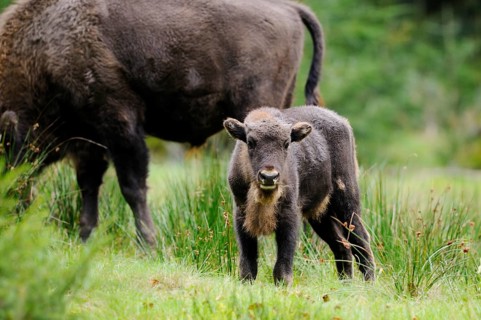 European bison (Bison bonasus) calf standing in a forest, Bavarian Forest National Park