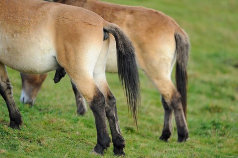 Przewalski's horse (Equus ferus przewalskii) Hintern auf einer Wiese, Bayern
