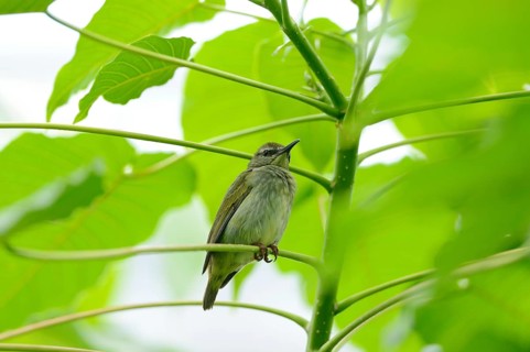 Red-legged honeycreeper (Cyanerpes cyaneus) female on a tree branch, captive