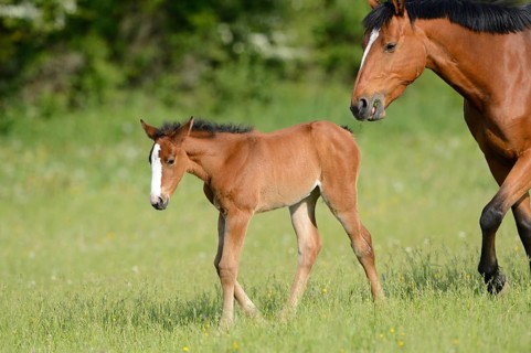 A foal and an adult horse Bavarian Warmblood on a green meadow, Bavaria