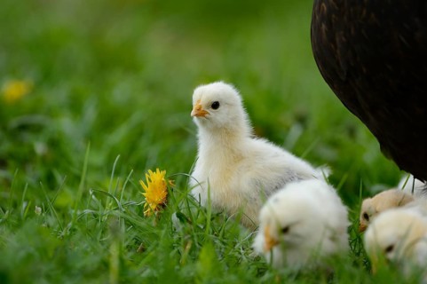 Domestic fowl, Gallus gallus domesticus, chicks in a meadow, Bavaria