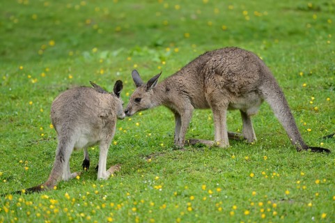 Two Eastern grey kangaroos (Macropus giganteus) kissing on a meadow on a rainy day