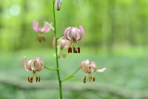 Close-up of a Martagon lily (Lilium martagon) flowering in a forest surrounded by green foliage,