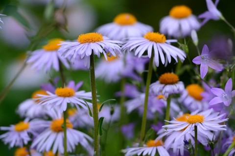 European Michaelmas daisy (Aster amellus) blooms in a garden, Bavaria