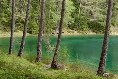 Several trees stand along the shore of a turquoise-blue lake, dense forest in the background,