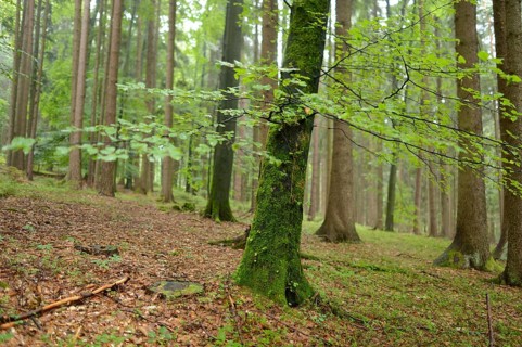 Green moss-covered trees in a damp forest atmosphere, Bavaria