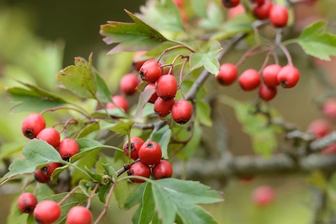 Common hawthorn (Crataegus monogyna) berries on a branch, Bavaria