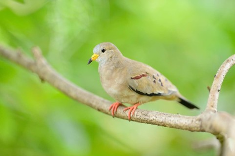 Close-up of a Croaking Ground Dove (Columbina cruziana) in a tropical house, Germany, Europe