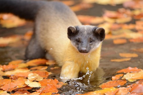 Close-up of a yellow-throated marten (Martes flavigula) in a forest in autumn