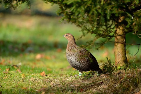 Close-up of a Black Grouse or Blackgame (Tetrao tetrix) in autumn in the bavarian forest