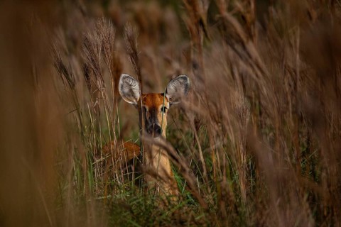 Marsh deer (Blastocerus dichotomous) Pantanal Brazil