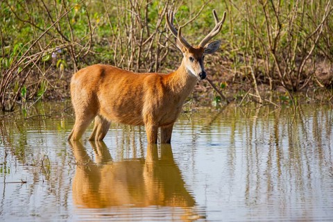 Marsh deer (Blastocerus dichotomous) Pantanal Brazil