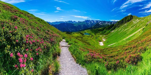 Alpine rose blossom, panorama from the Fellhorn over the Schlappoldsee and mountain station of the