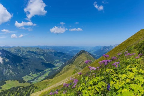 Alpendostyles (Adenostyles) and aconite (Aconitum napellus), on the Wildengundkopf, 2238m, Allgäu